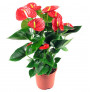 Anthurium - Bimë Natyrale