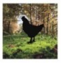 Objekt dekorues Tanelorn Chicken 01 Black