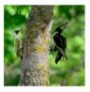 Objekt dekorues Tanelorn Bird On The Branch 10 - Black Black